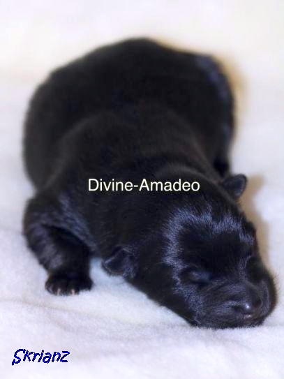 16.2.2021 - Divine-Amadeo 💙